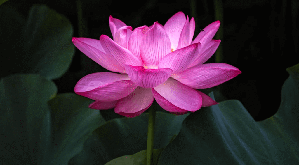 spiritual plants in the world