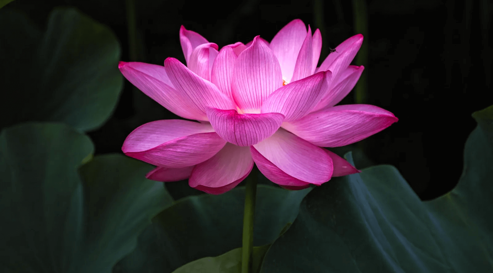 spiritual plants in the world