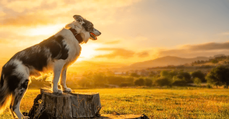 dog numerology